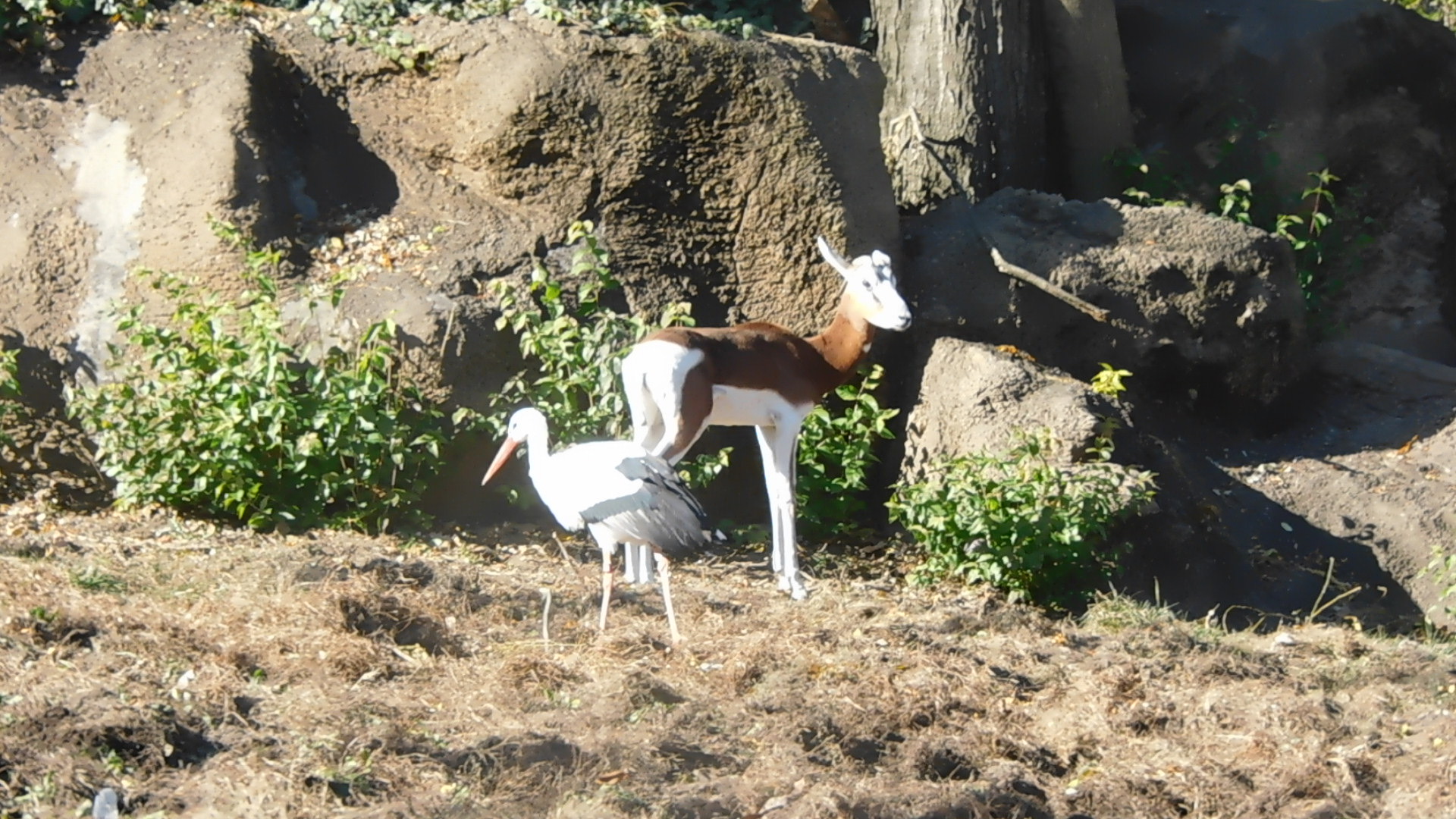 White stork and mhor gazelle
