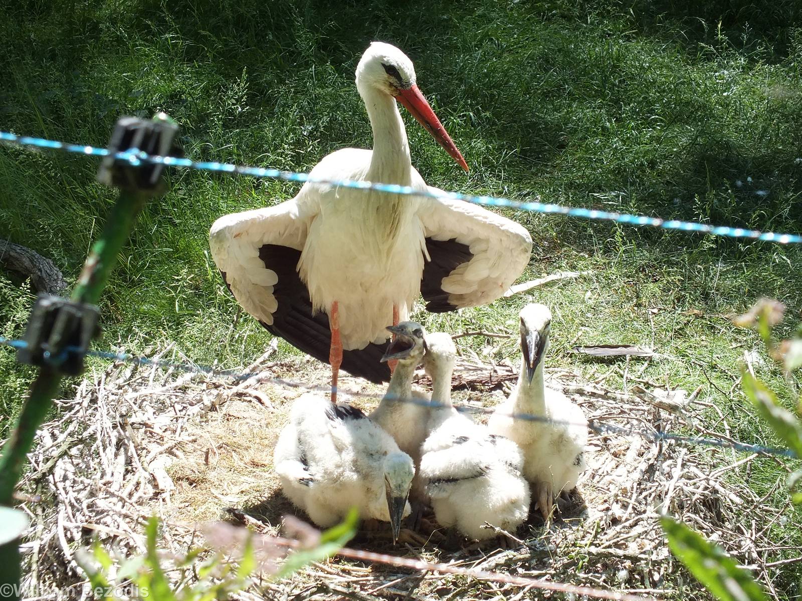 White Stork and Nest with Chicks