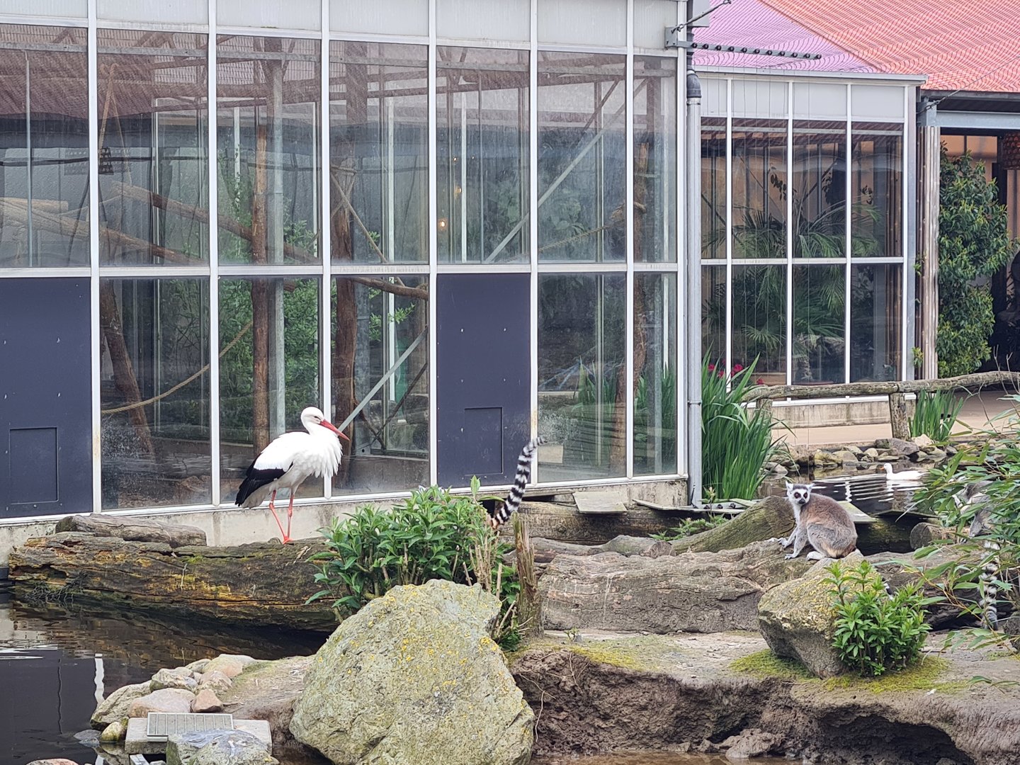 White stork and Ring-tailed lemurs in Lemur kingdom