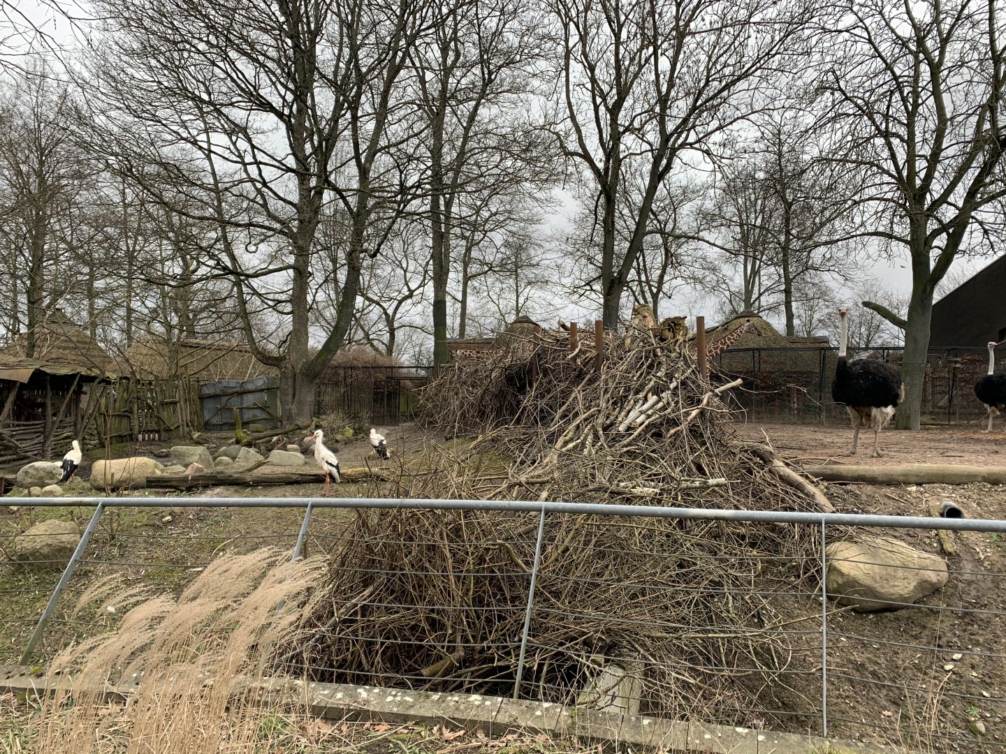 White stork and savannah exhibit separation