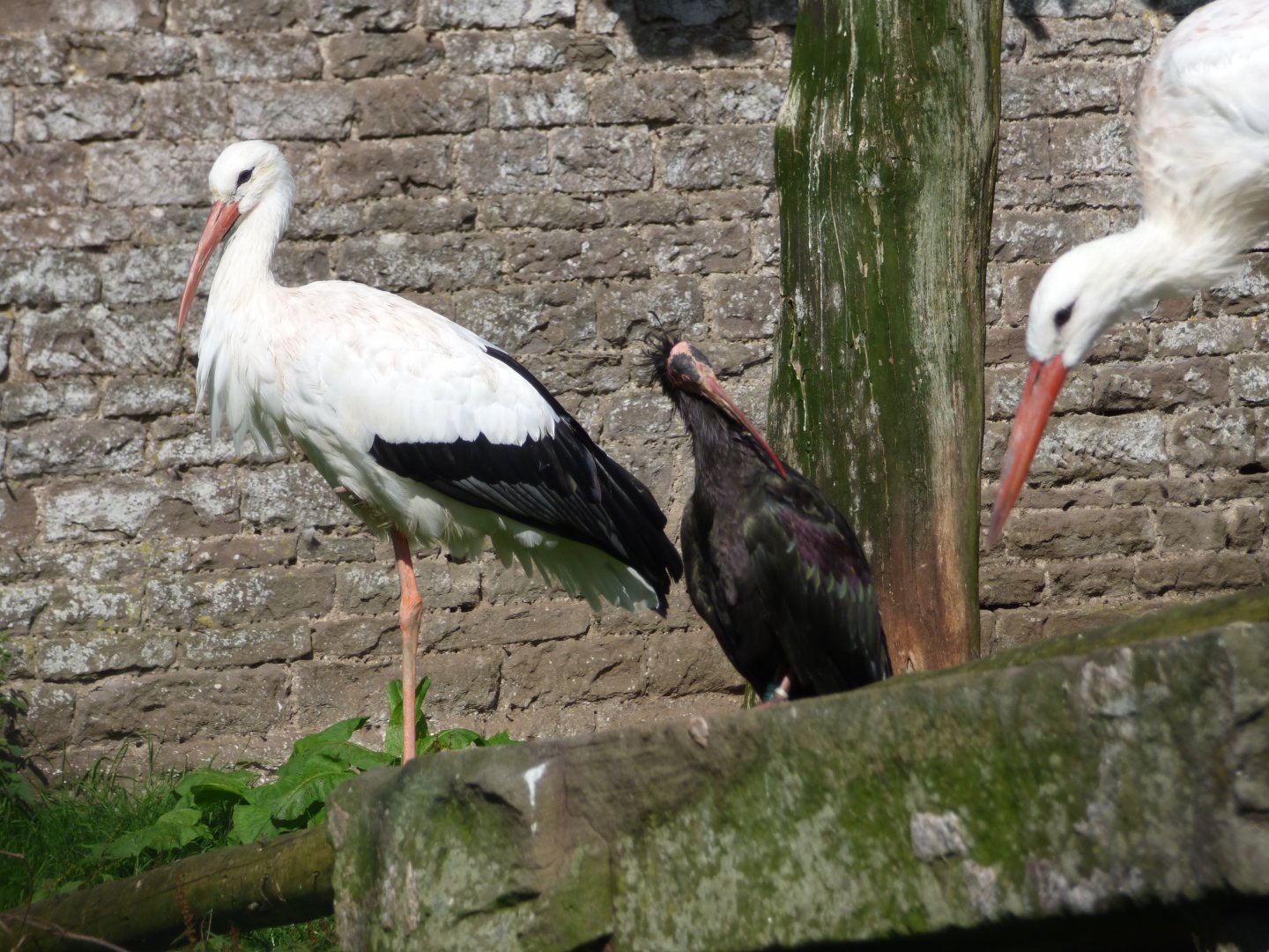 White Stork and Waldrapp
