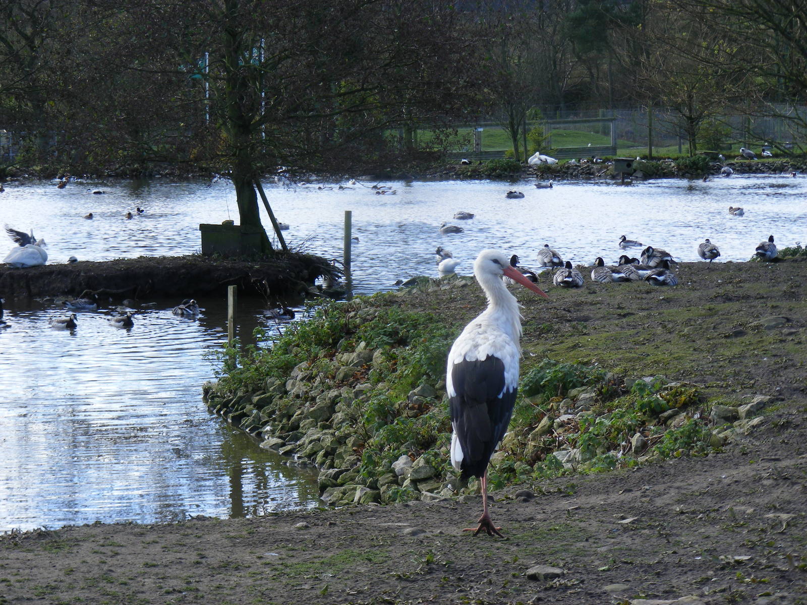 White stork at Blackbrook Zoo, 13 November 2010