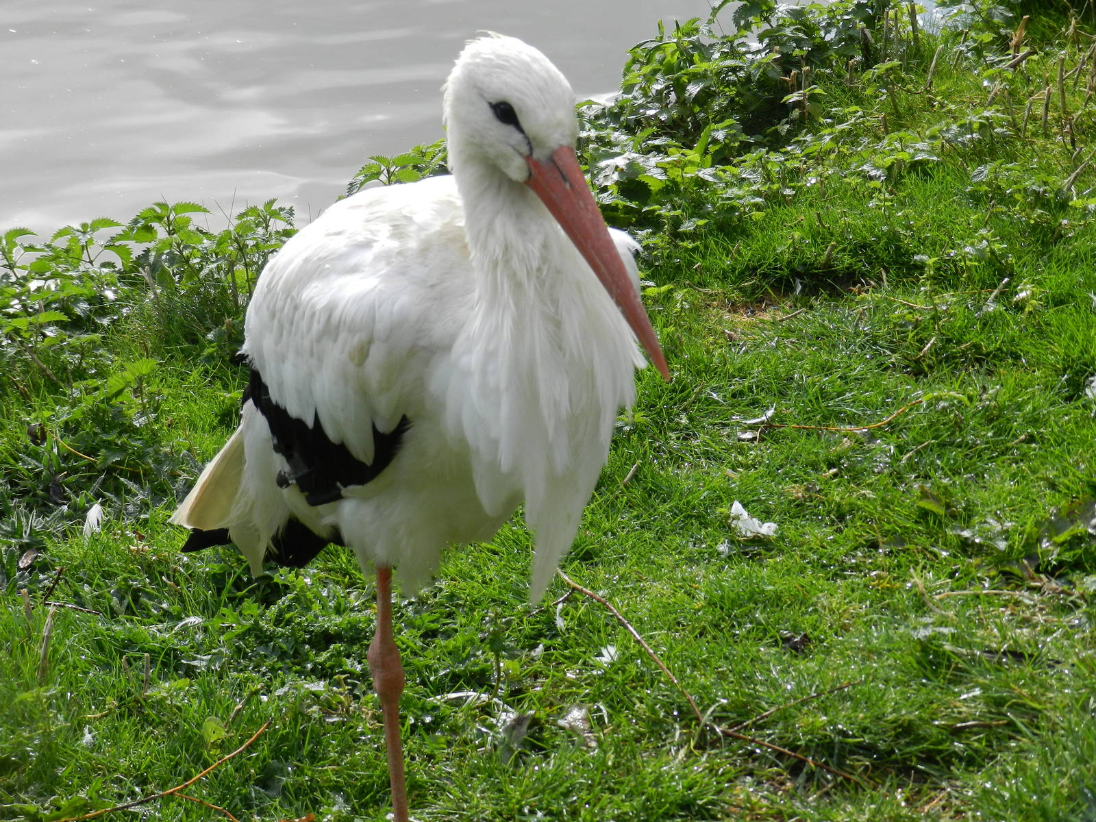 White Stork at Flamingo Land - 14/10/2012