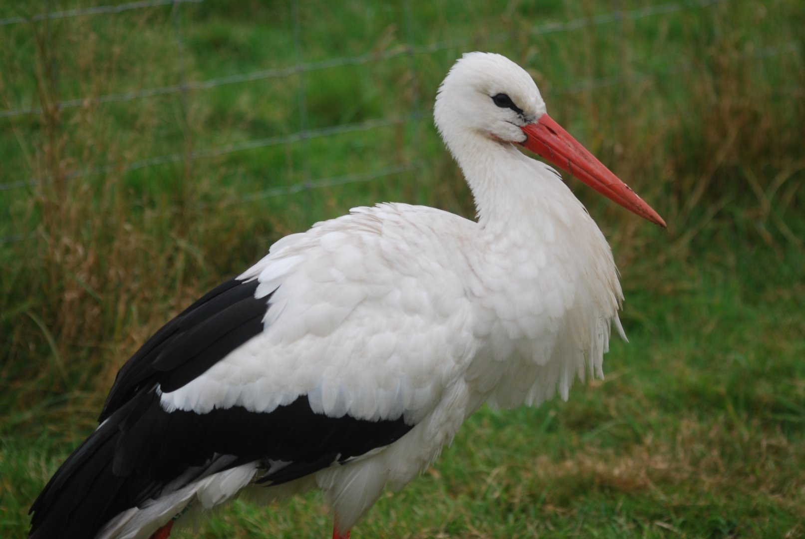 White stork at Watatunga Wildlife Reserve, 16/9/2020