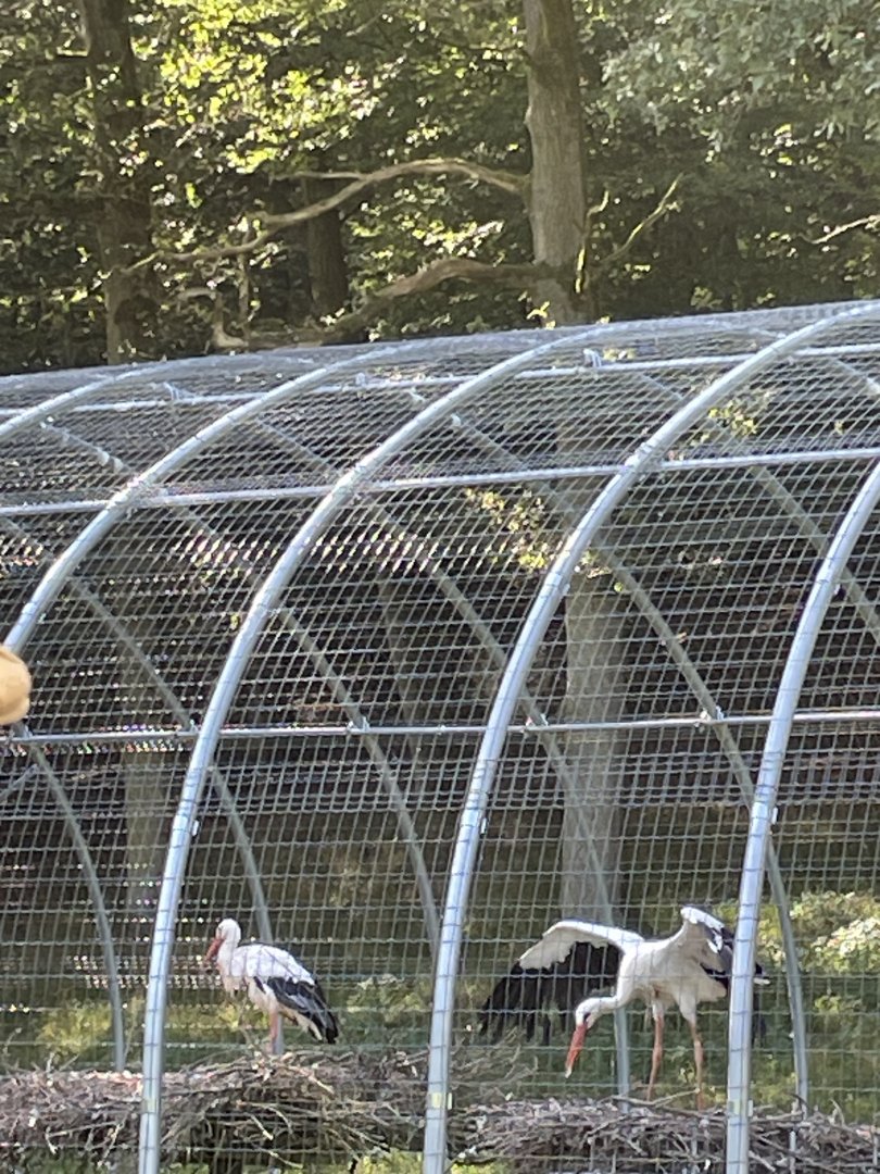 White stork aviary