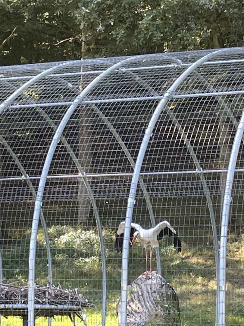 White stork aviary