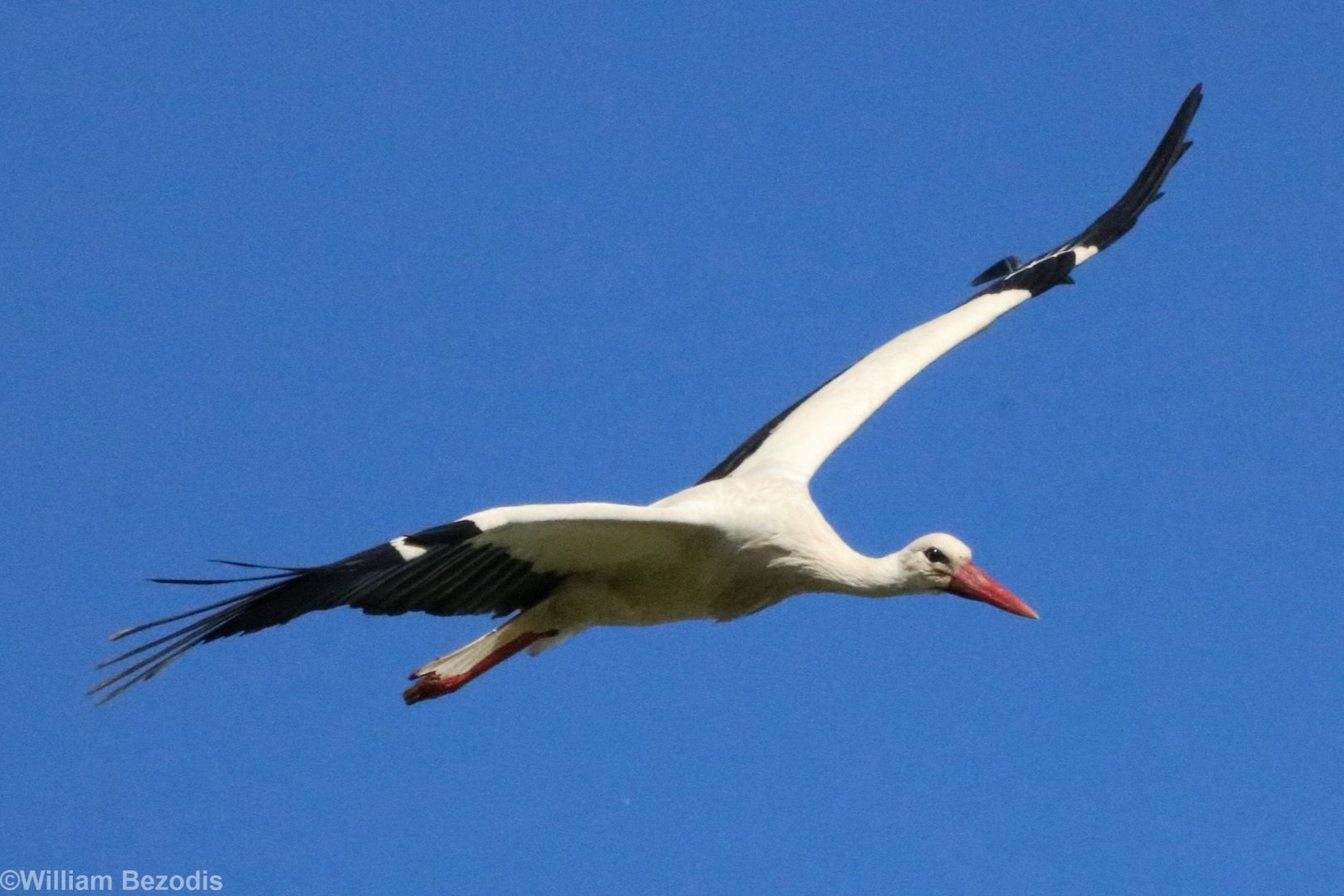 White Stork - Beibrza National Park