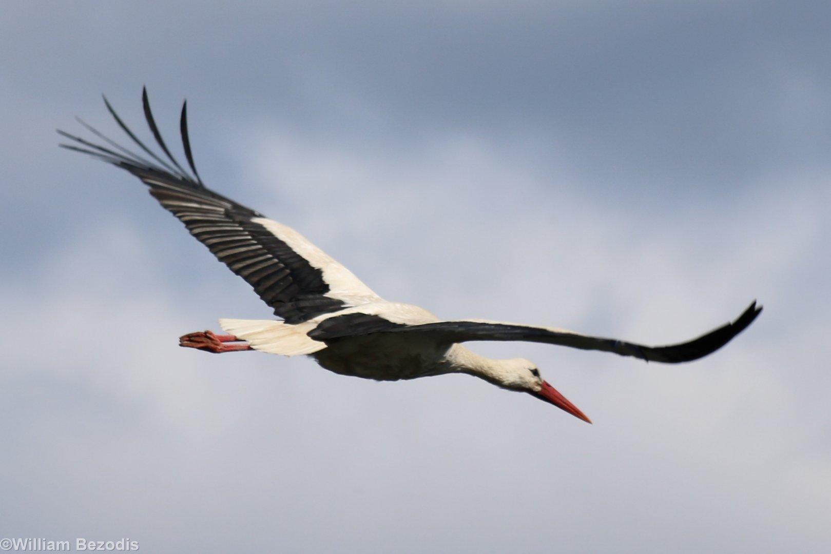 White Stork - Beibrza National Park