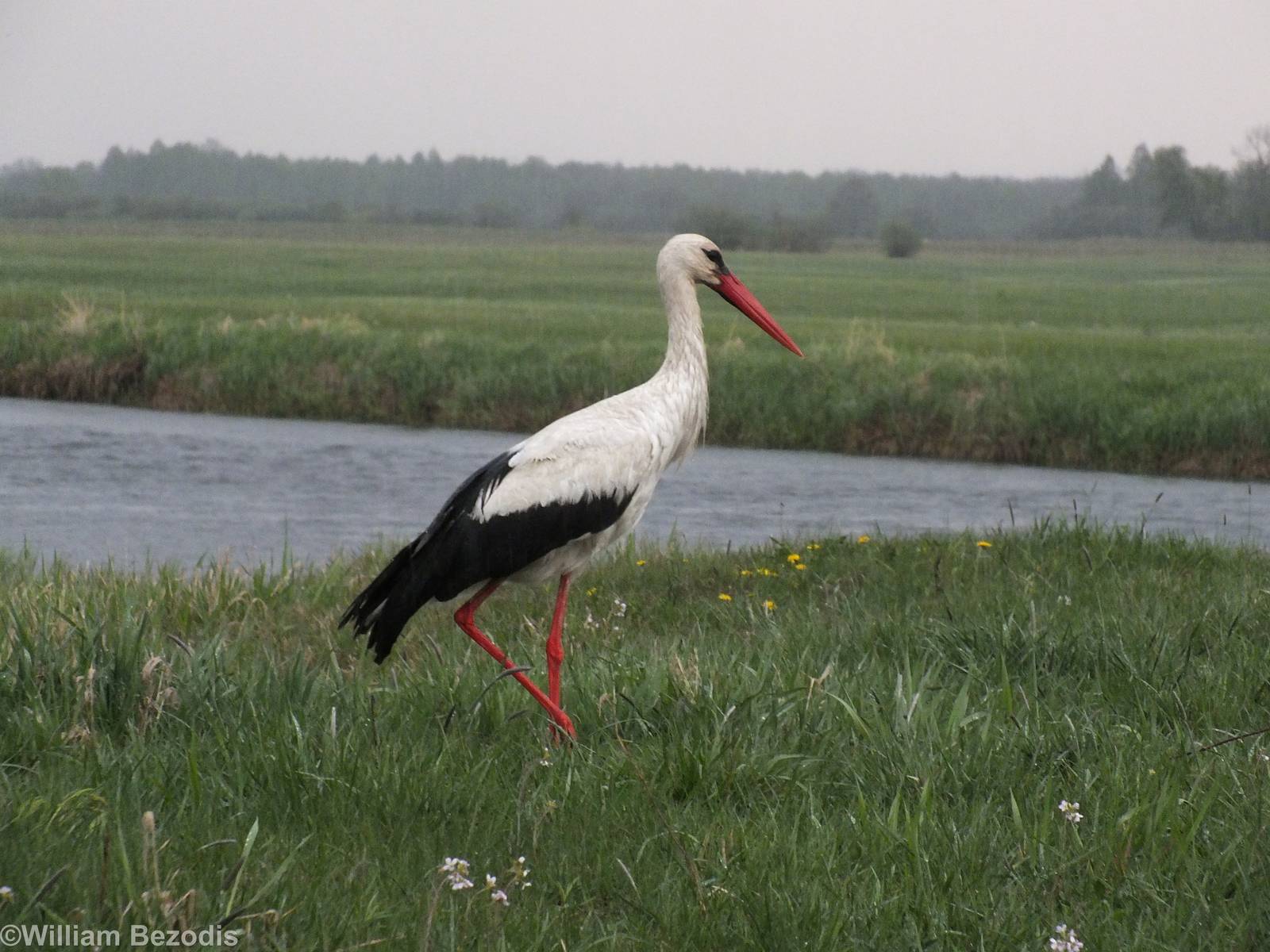 White Stork- Biebrza Marshes