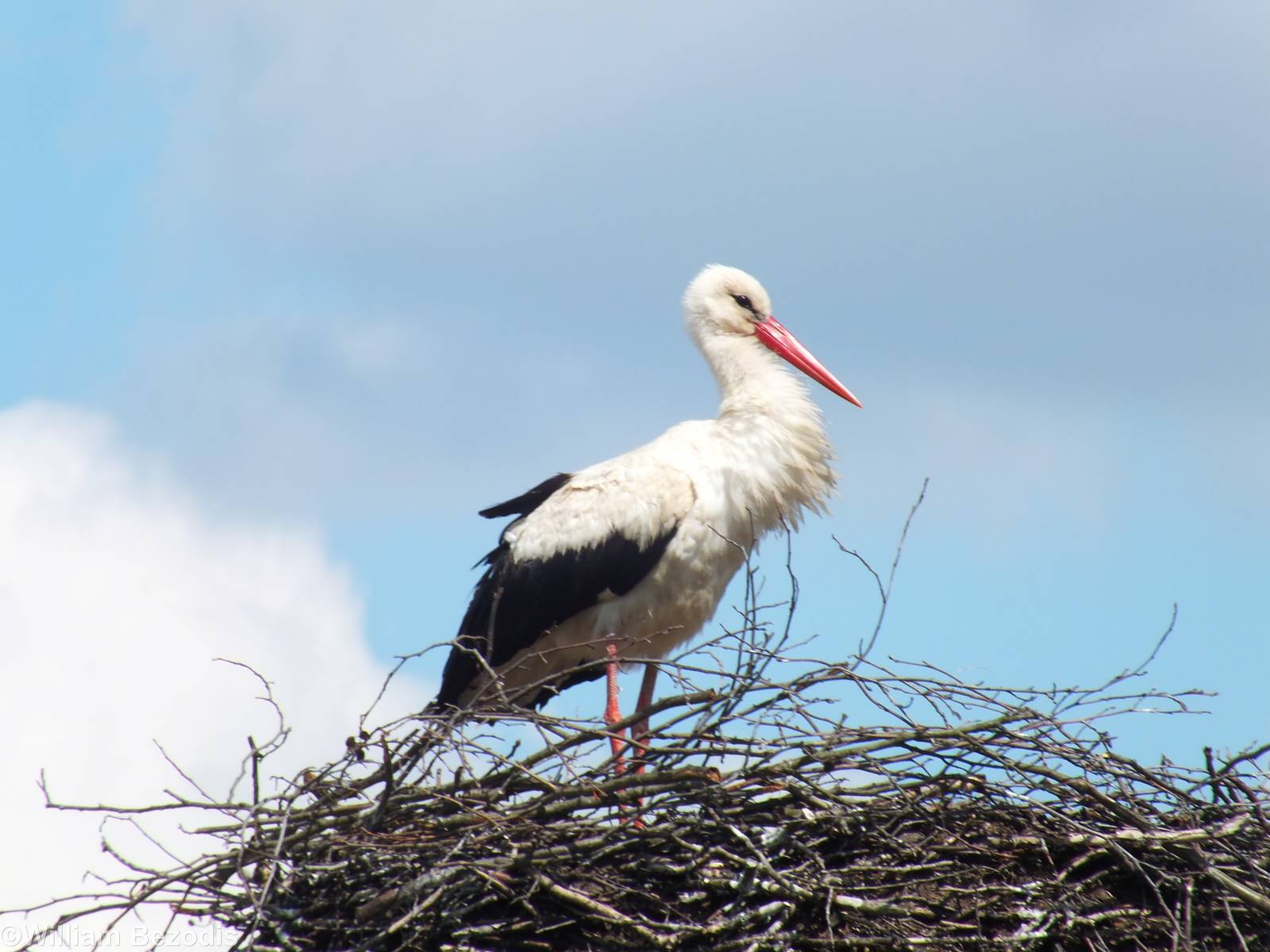White Stork- Biebrza Marshes