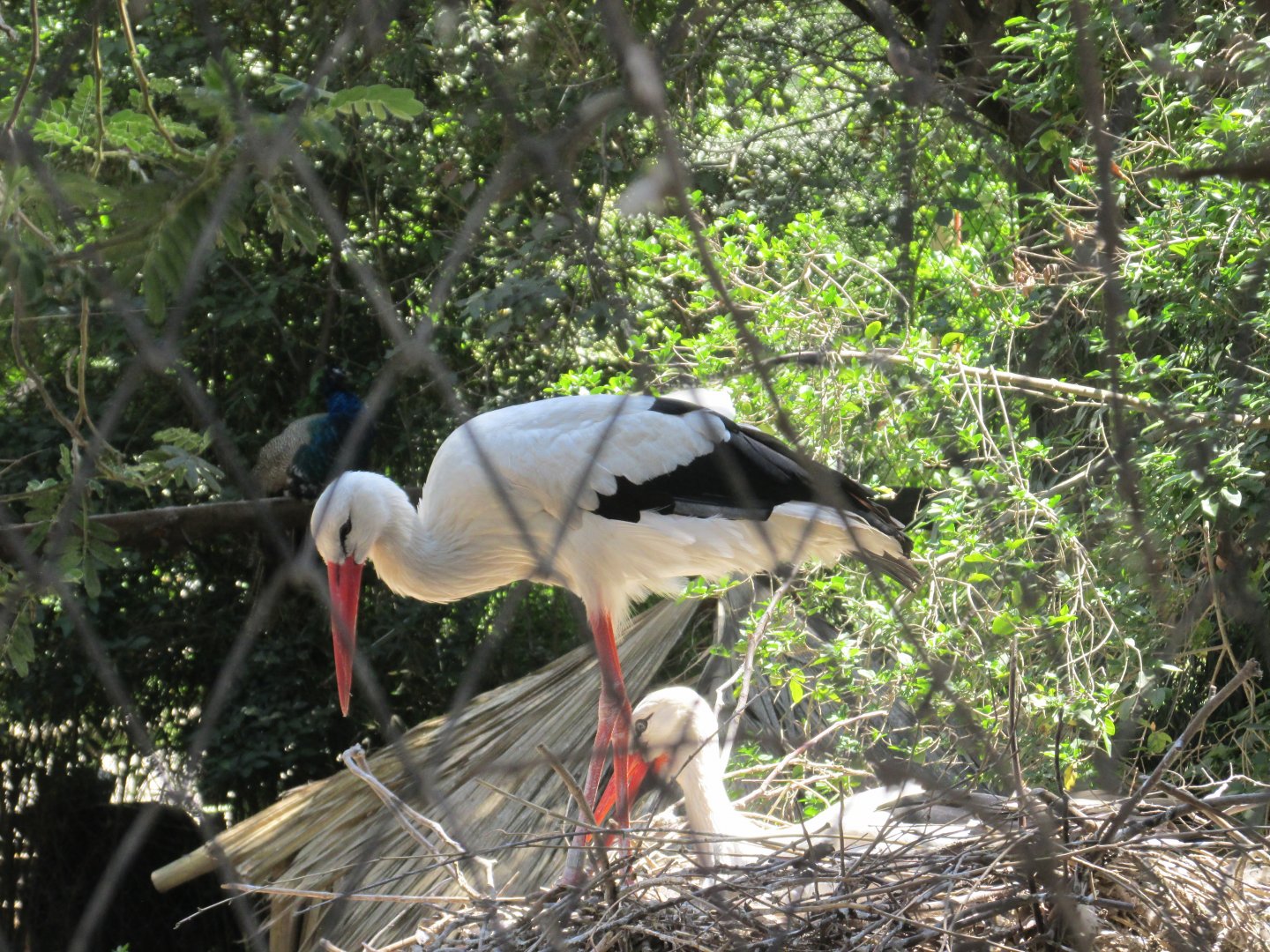 white stork buin zoo