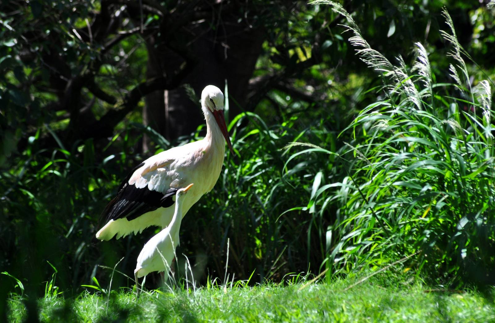 White Stork (captive) and Cattle Egret (wild)