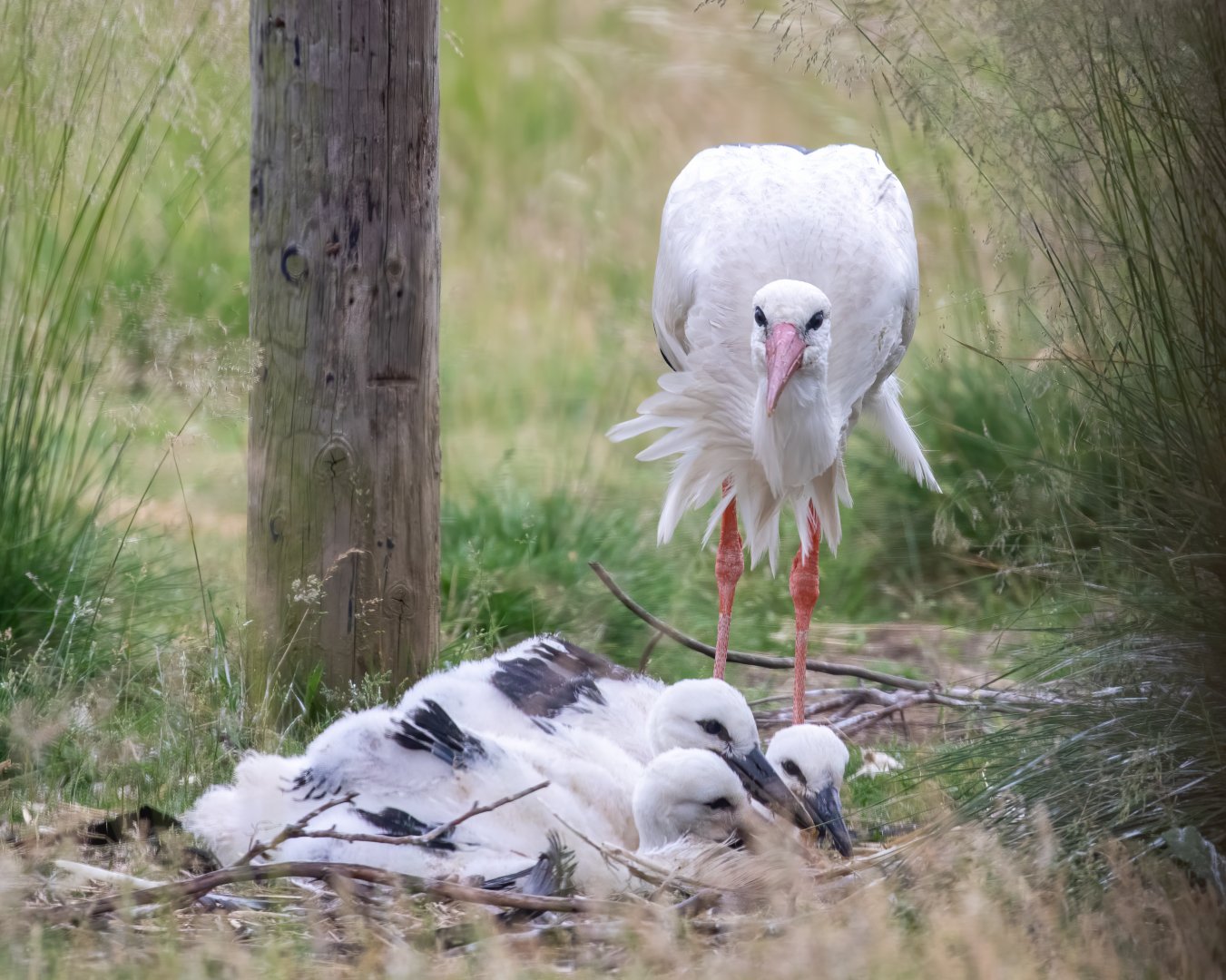 White Stork chicks and parent / Hamerton / 29-6-20