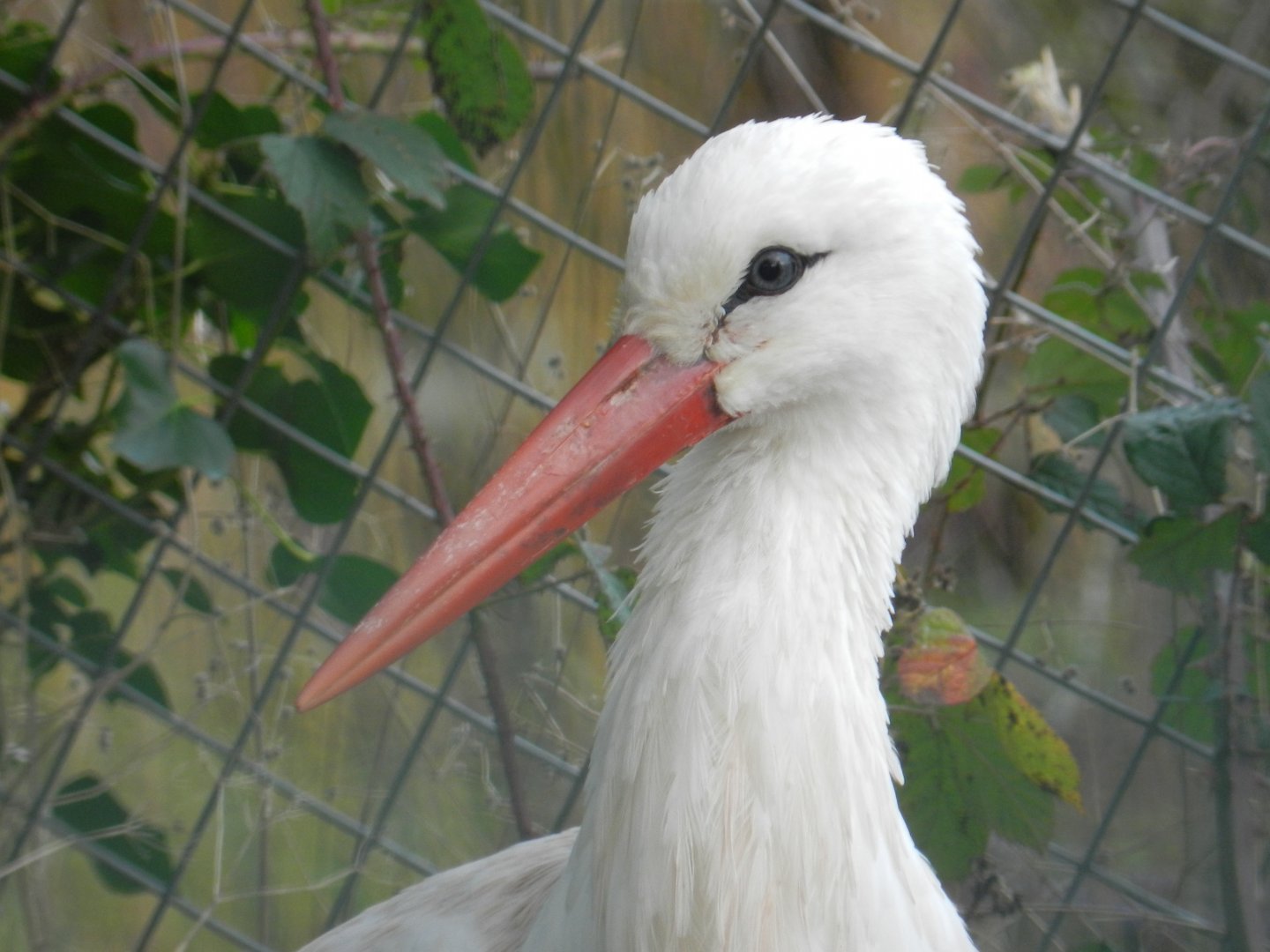 White Stork (Ciconia ciconia) at Noah's Ark Zoo Farm, England