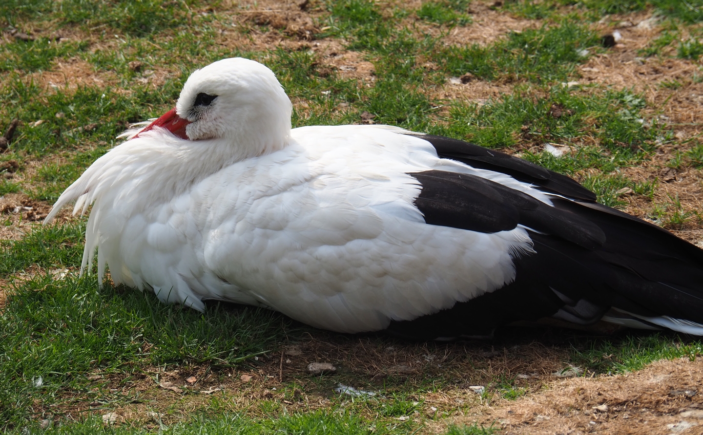 White stork (Ciconia ciconia) Aug 28th, 2018