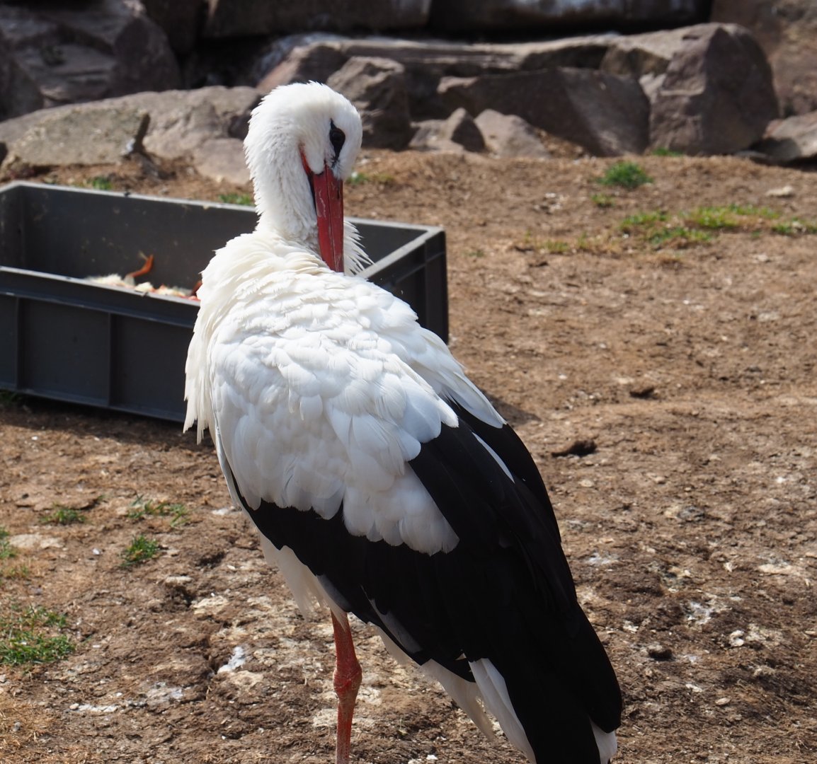 White stork (Ciconia ciconia) Aug 28th, 2018