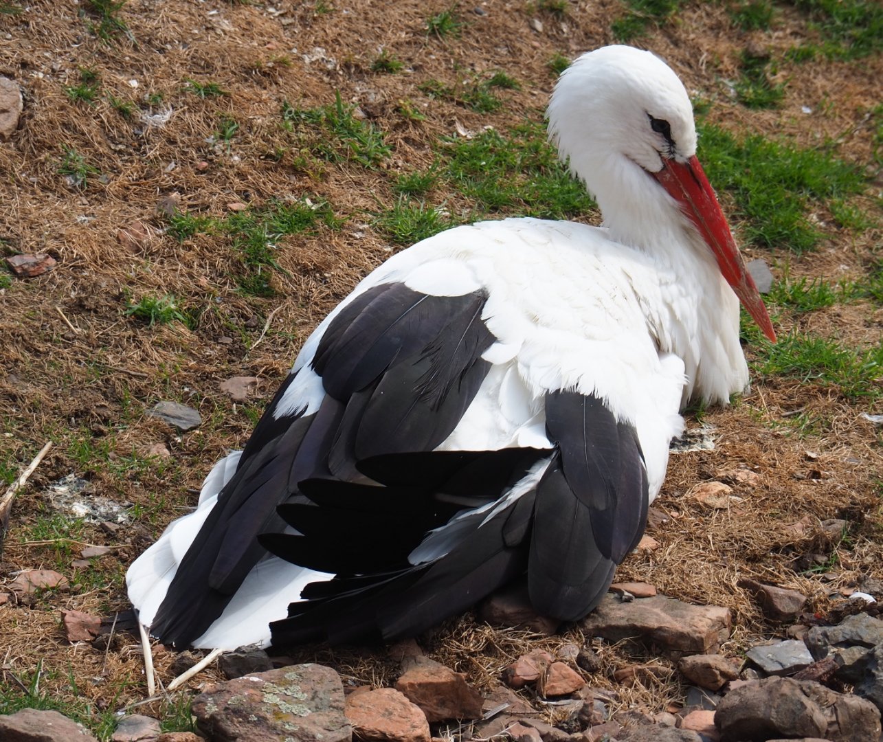 White stork (Ciconia ciconia), Aug 28th, 2018