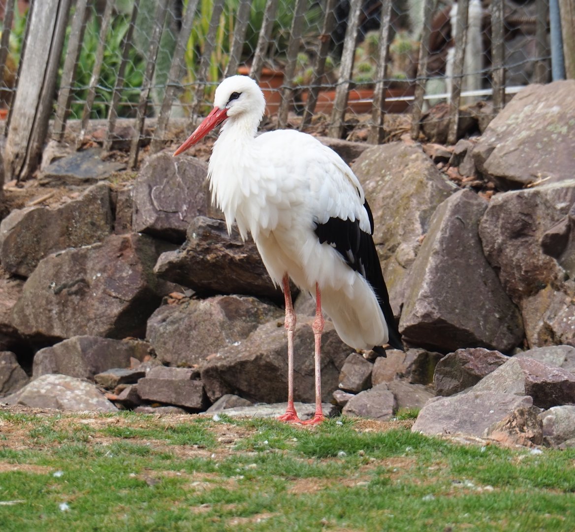 White stork (Ciconia ciconia), Aug 28th, 2018