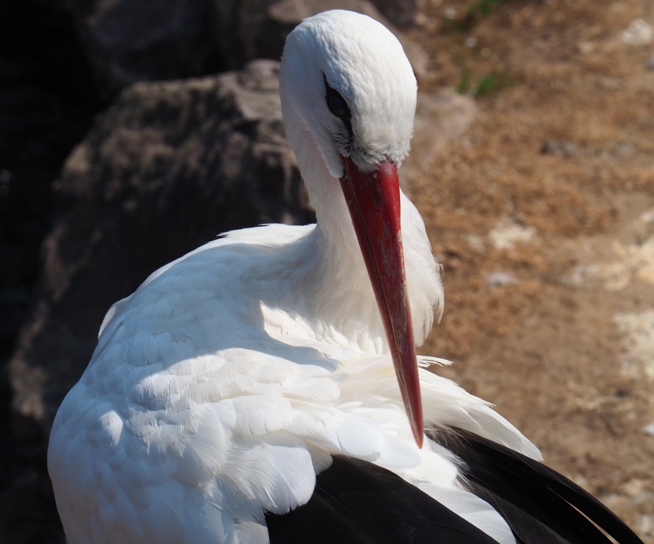 White stork (Ciconia ciconia), Aug 28th, 2018