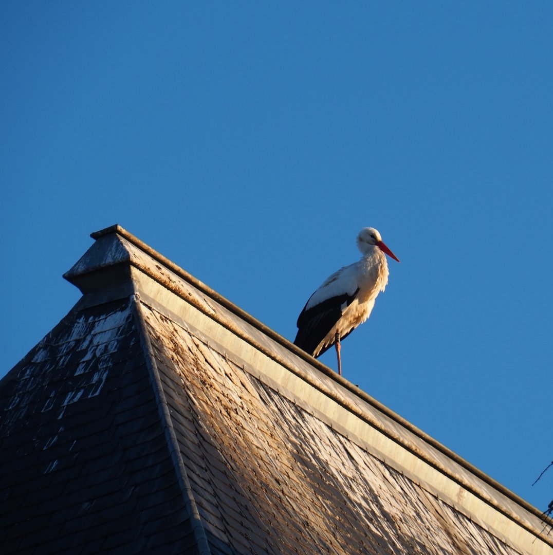 White stork (Ciconia ciconia), Jan 20th, 2019