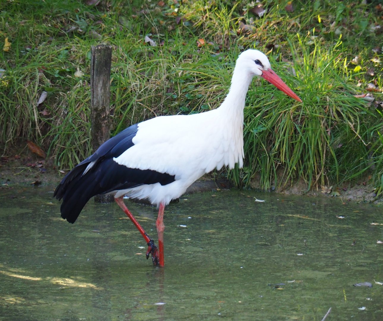 White stork (Ciconia ciconia), Oct 13th, 2018