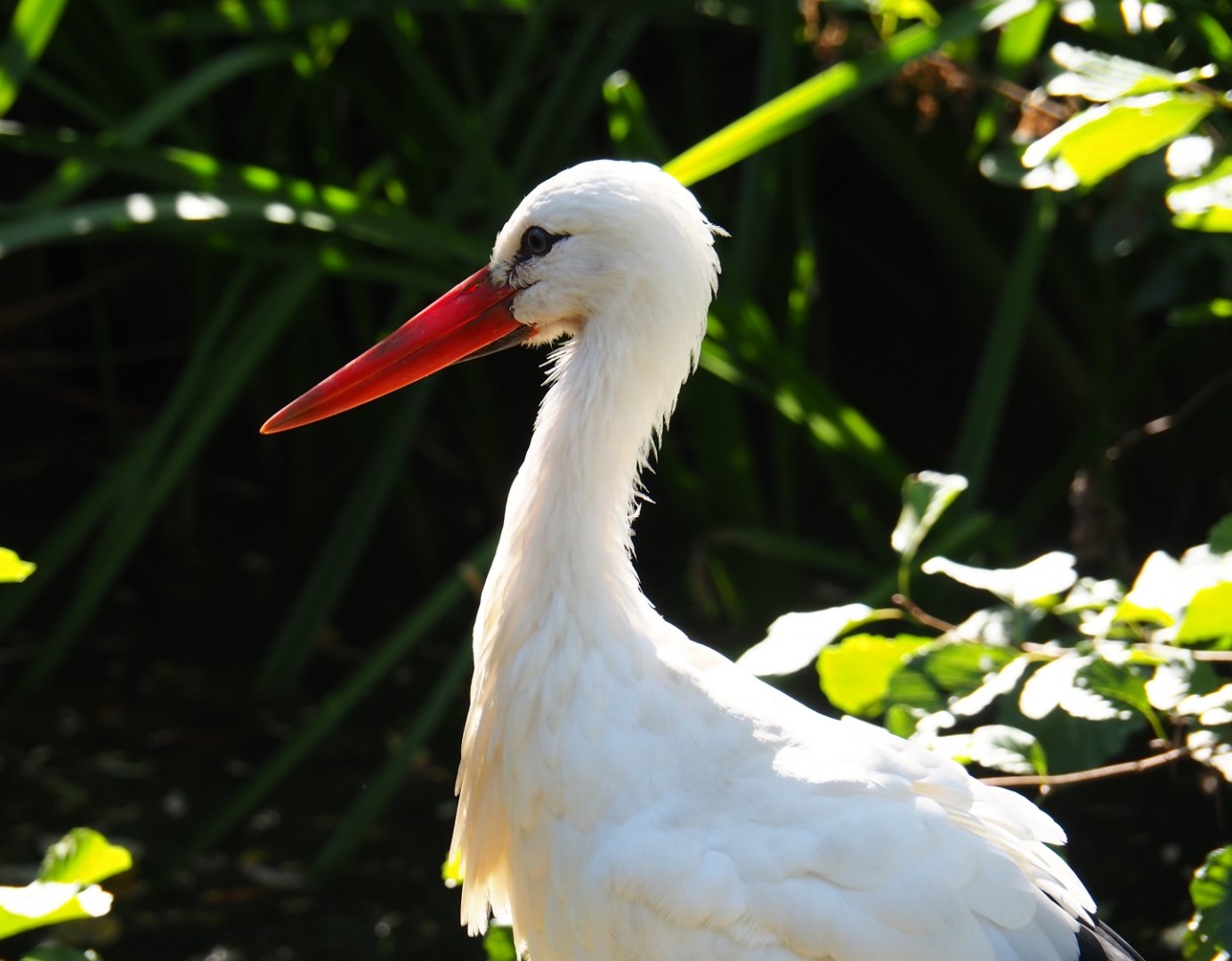 White stork (Ciconia ciconia), Oct 13th, 2018