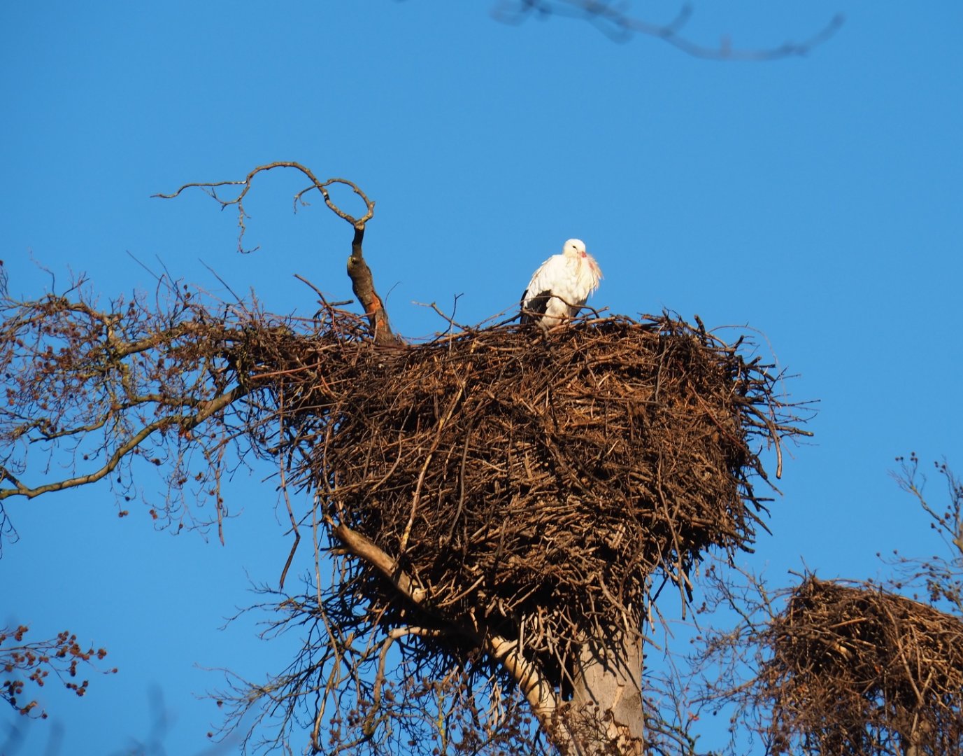 White stork (Ciconia ciconia) on big nest (Jan 20th, 2019)