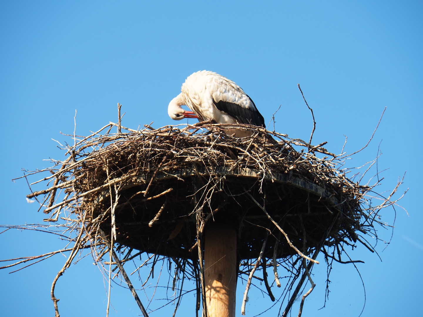 White stork (Ciconia ciconia) on nest (Sep 2nd, 2018)