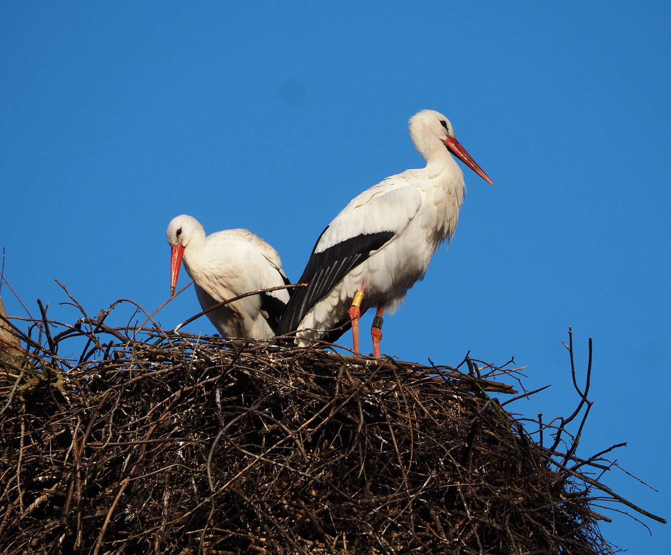 White stork (Ciconia ciconia) pair on nest, 2022-01-30