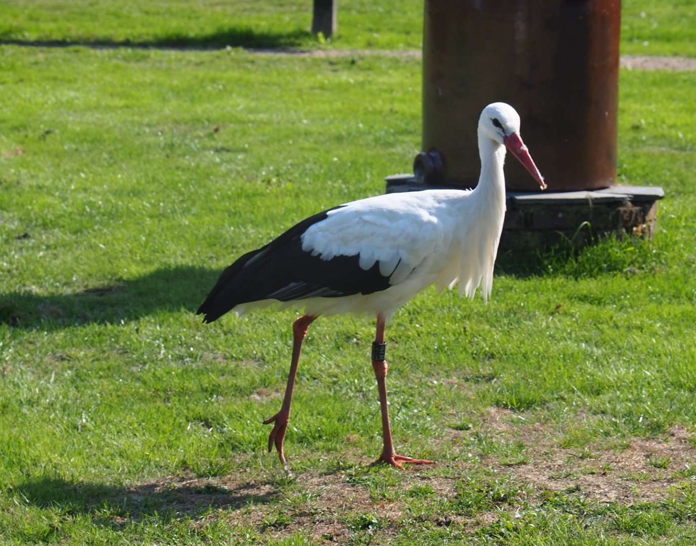 White stork (Ciconia ciconia), Sep 2nd, 2018
