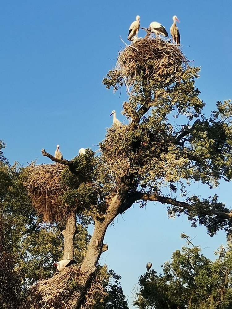 White Stork / Ciconia ciconia / Wild & Free-Living / Zoo Aquarium de Madrid
