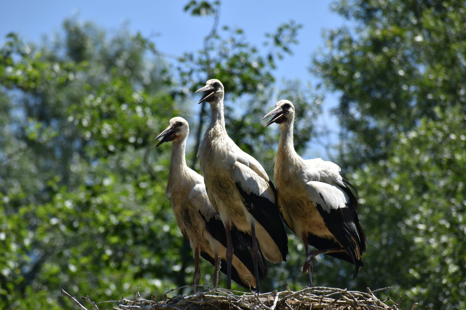 White Stork - Ciconia ciconia (wild)