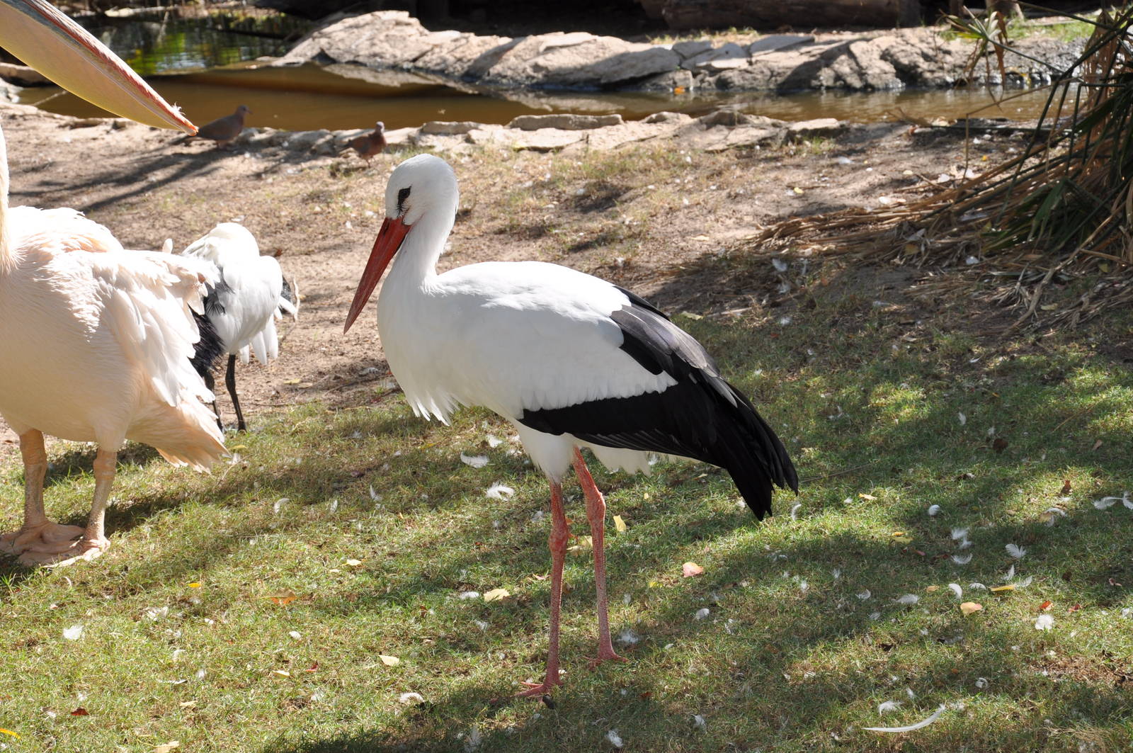 White stork/ Ciconia ciconia