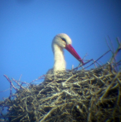 White Stork (Ciconia ciconia)