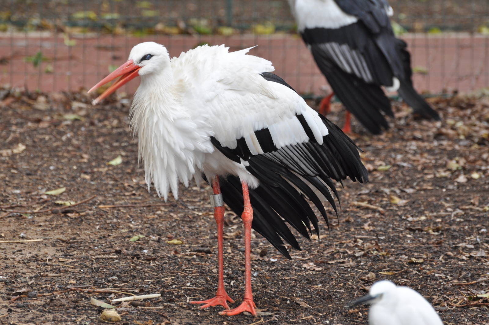 White stork/ Ciconia ciconia