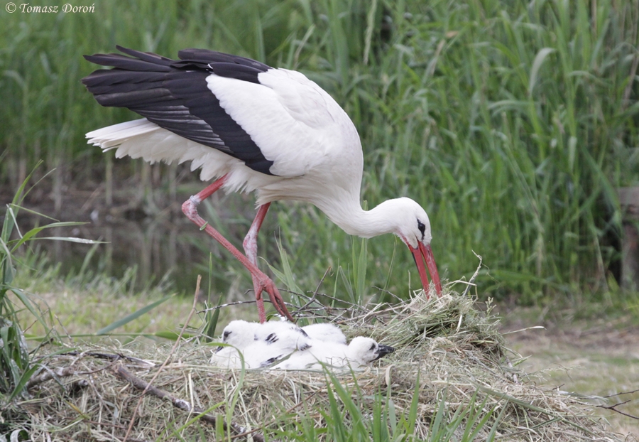 White Stork (Ciconia ciconia)