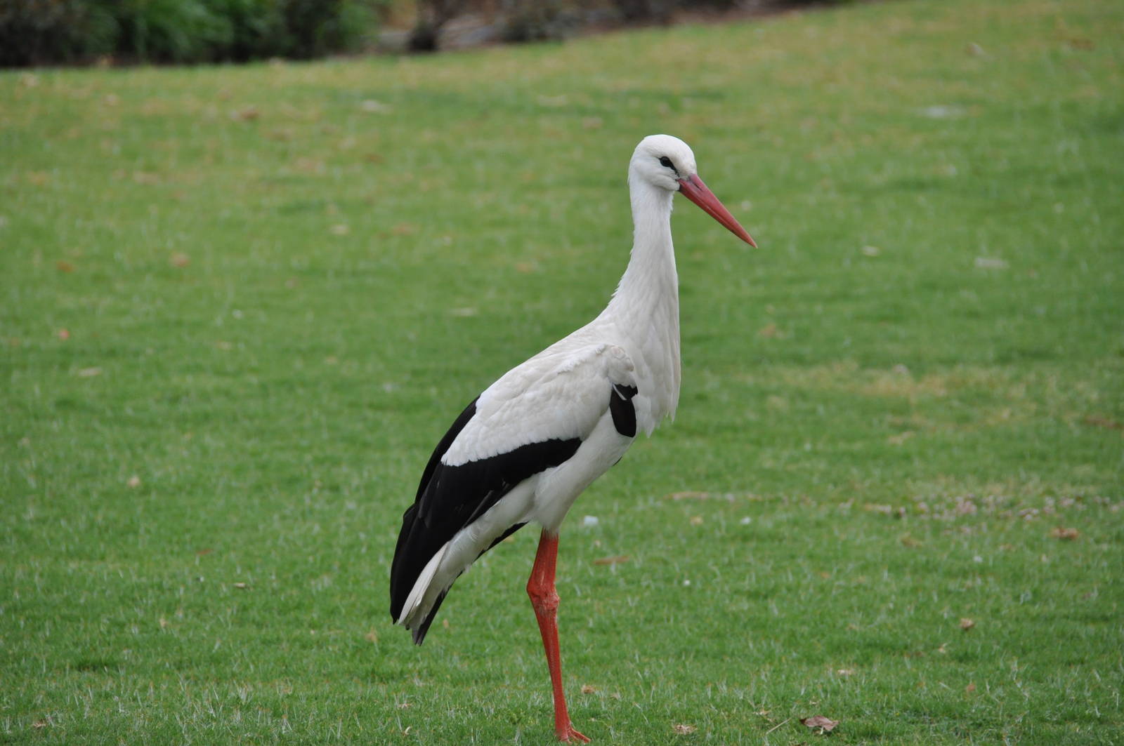 White stork/ Ciconia ciconia