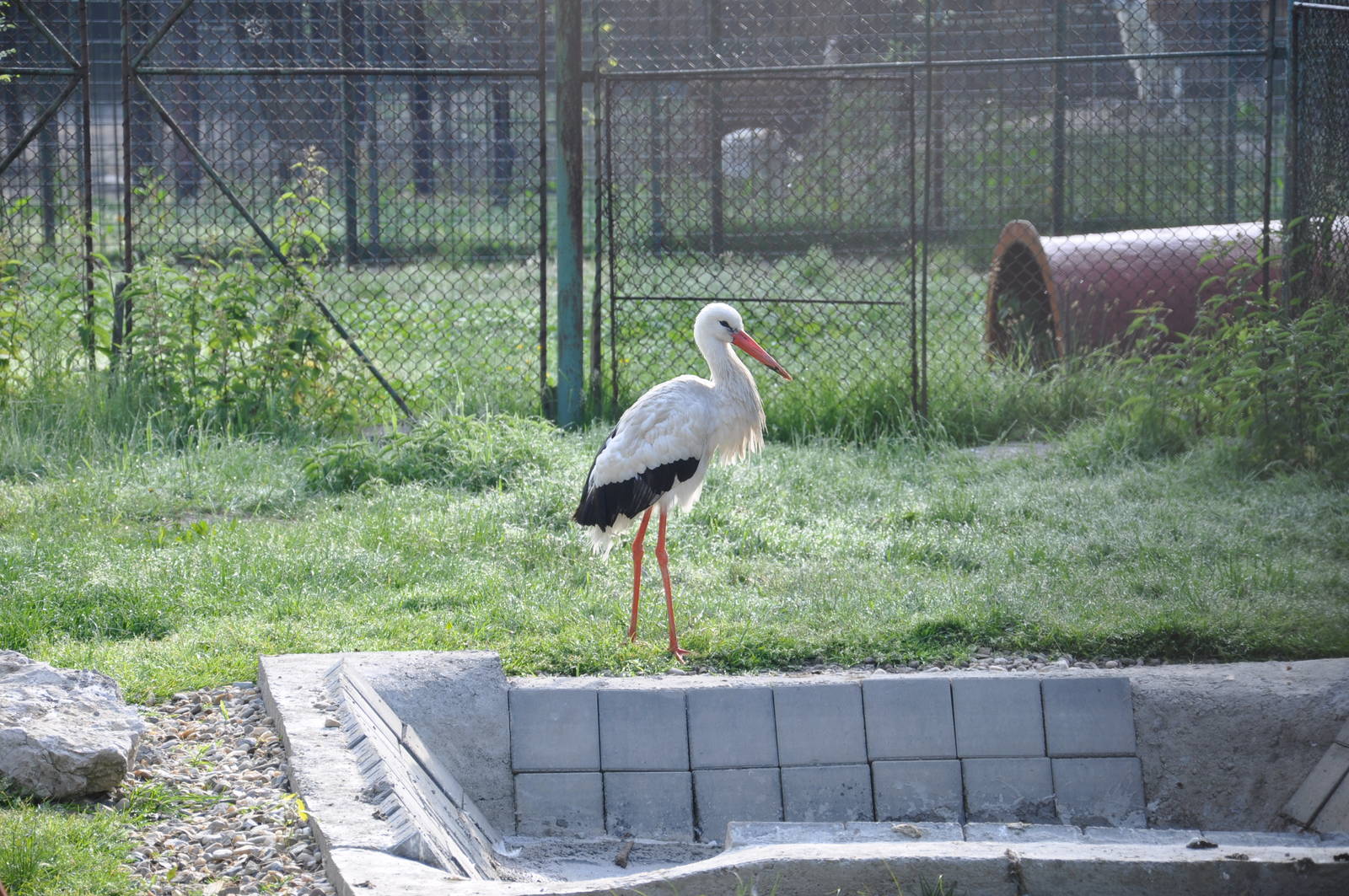 White stork/ Ciconia ciconia
