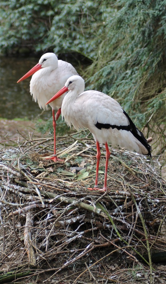 White stork (Ciconia ciconia)