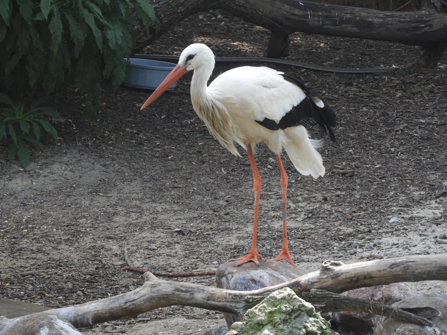 White Stork (Ciconia ciconia)