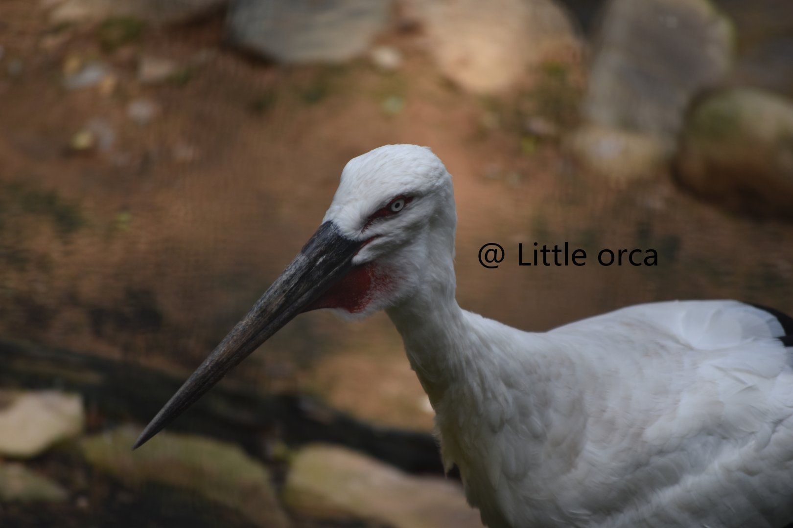 White Stork （Ciconia ciconia）