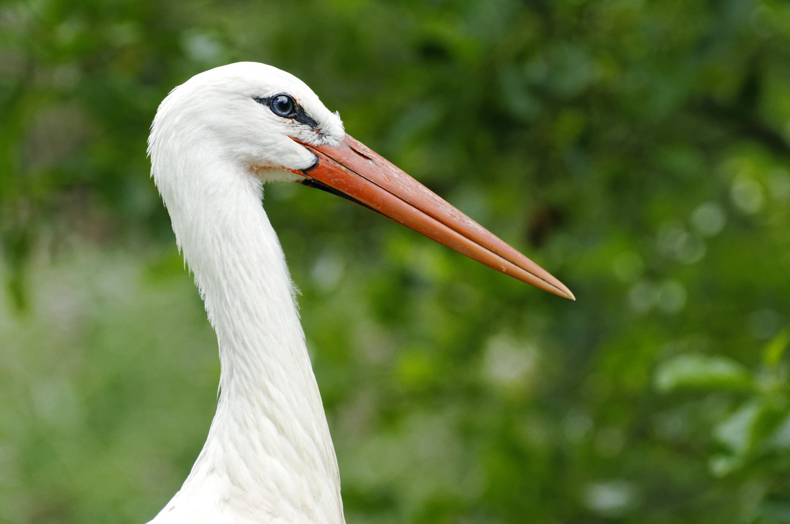 White stork (Ciconia ciconia)