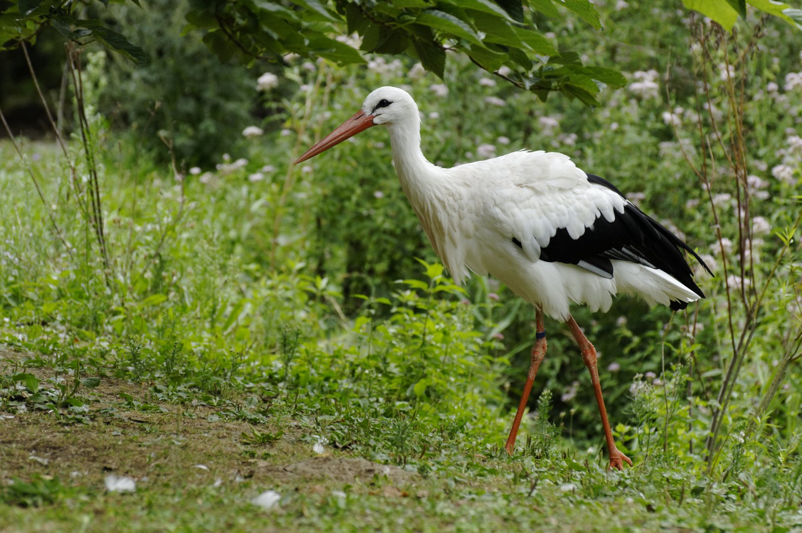 White stork (Ciconia ciconia)