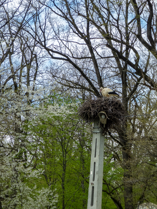 White stork (Ciconia ciconia)