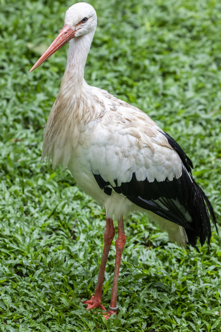 white stork (Ciconia ciconia)