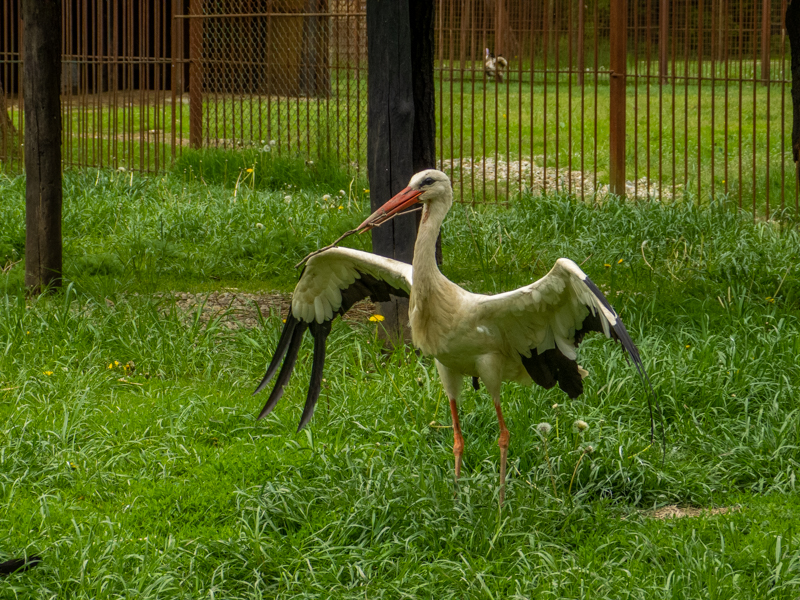 White stork (Ciconia ciconia)