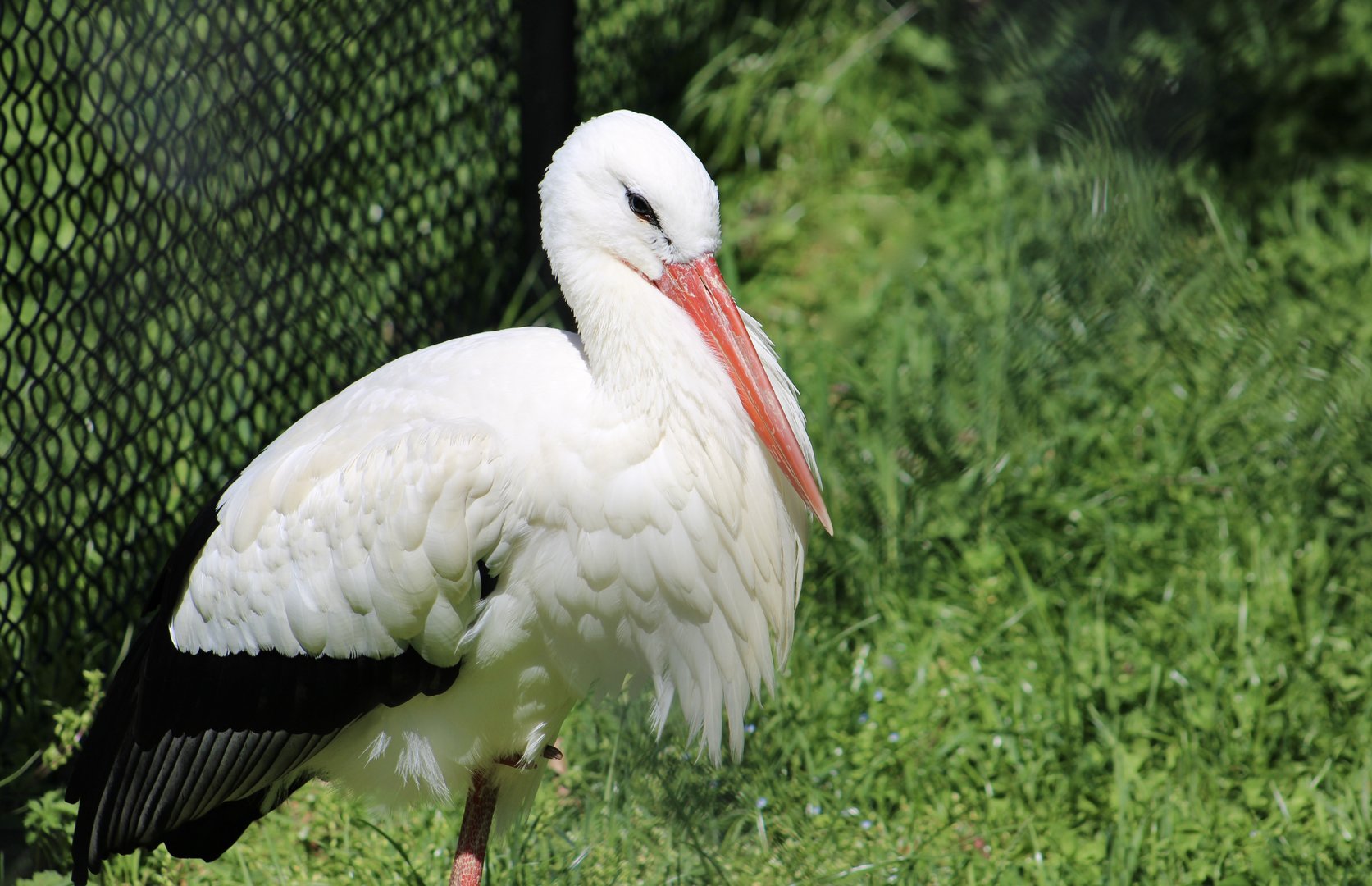 White Stork (Ciconia ciconia)