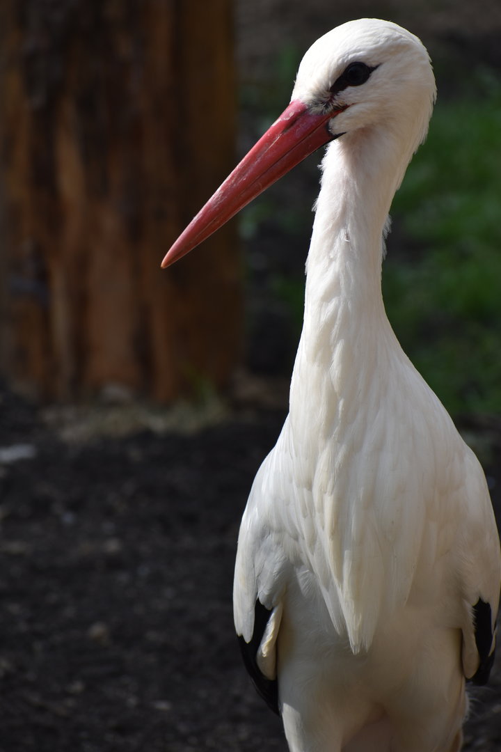 White Stork - Ciconia ciconia
