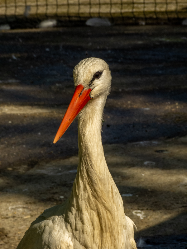 White stork (Ciconia ciconia)