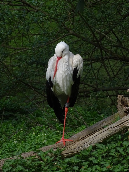 White stork (Ciconia ciconia)